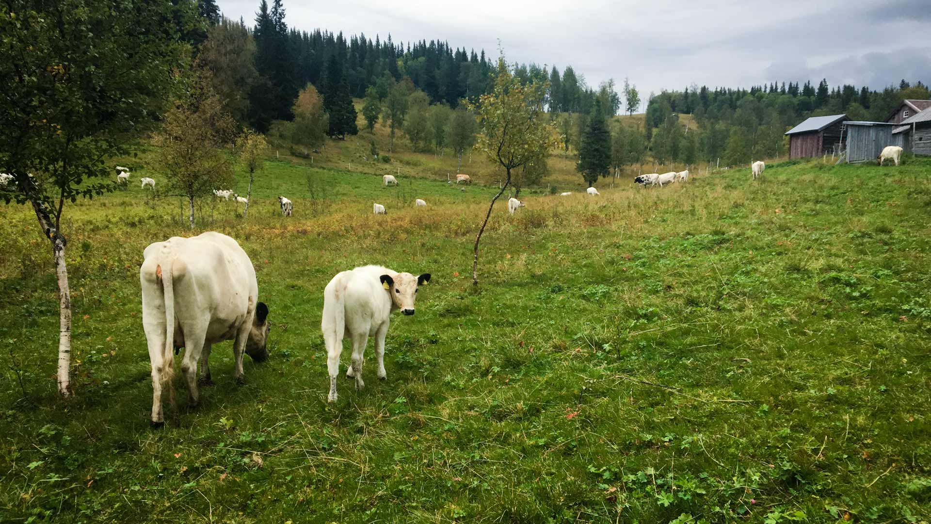 Konstigstigen Edsåsdalen