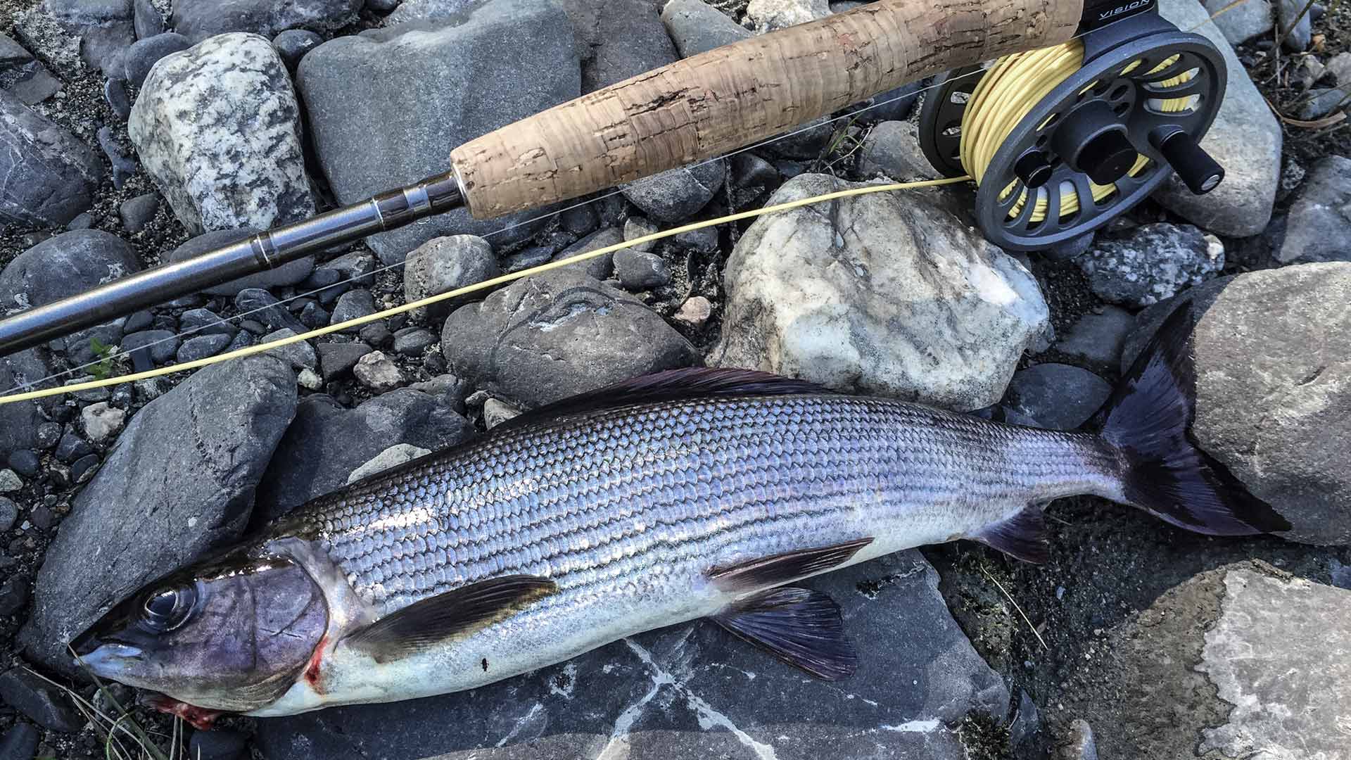 Grayling