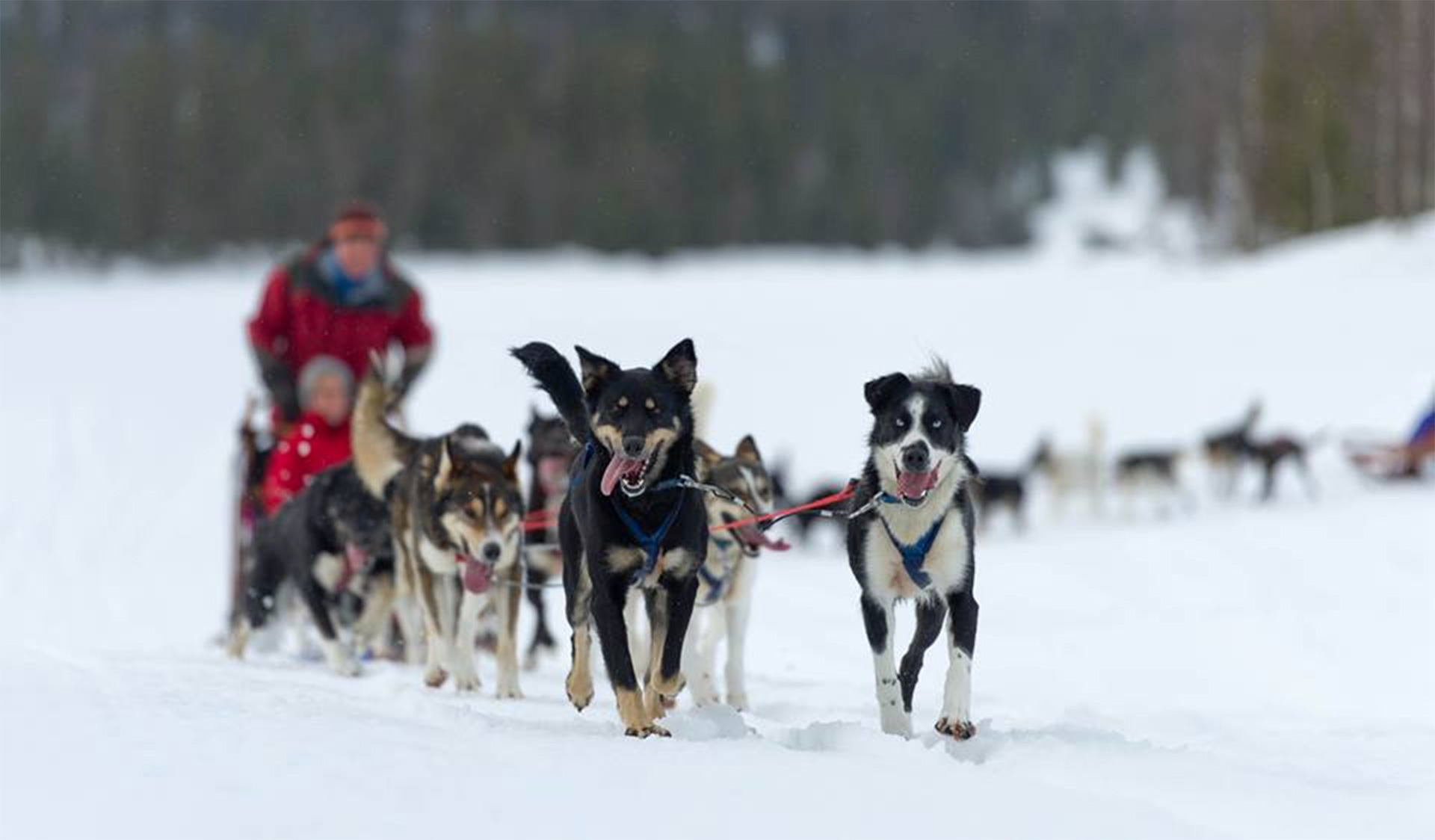 Åre sleddog adventure hundspann/dog sleds