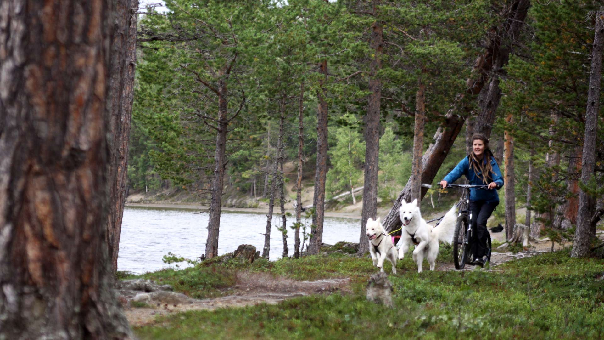 Åredalens hund och häst