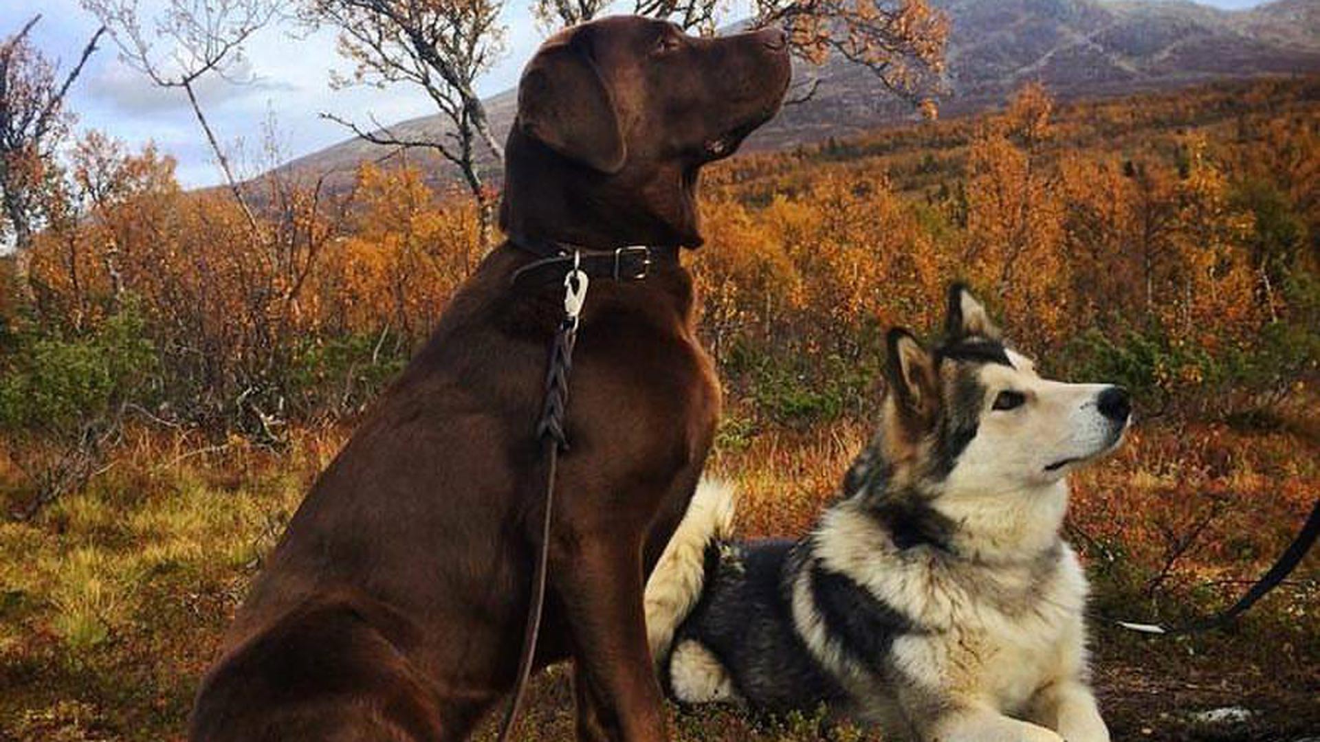 Åredalens hund och häst
