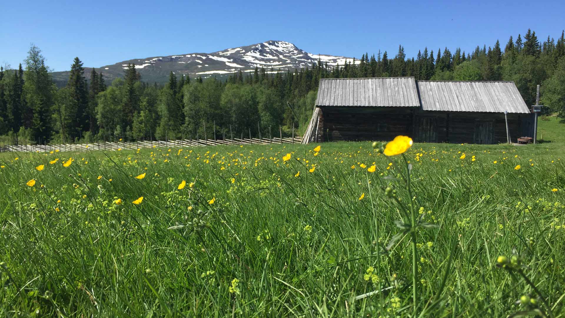 Midsommar på Fröå Gruva