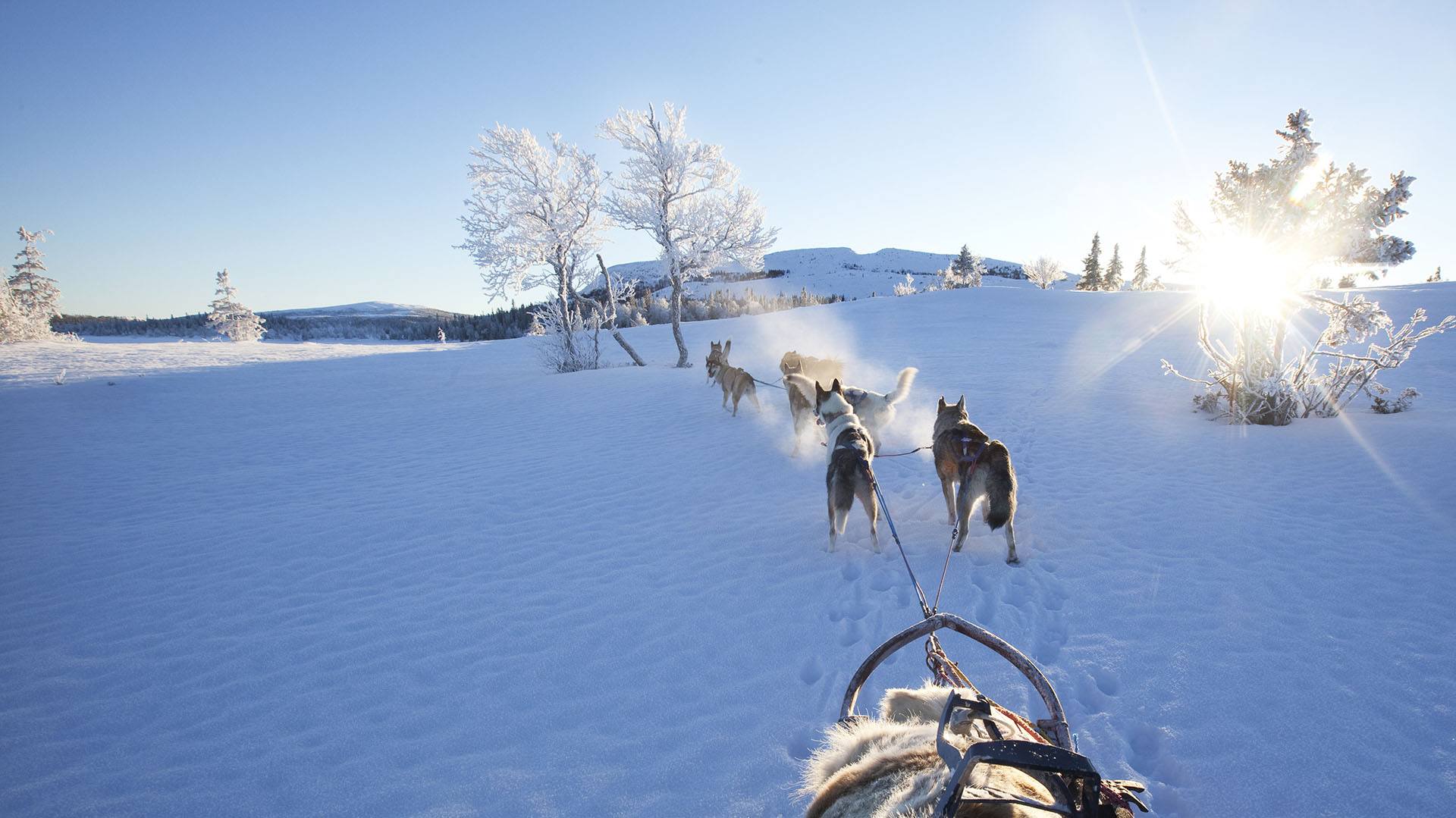 Riverlodge Huskys Hundspann - konferensaktiviteter i Åre vinter