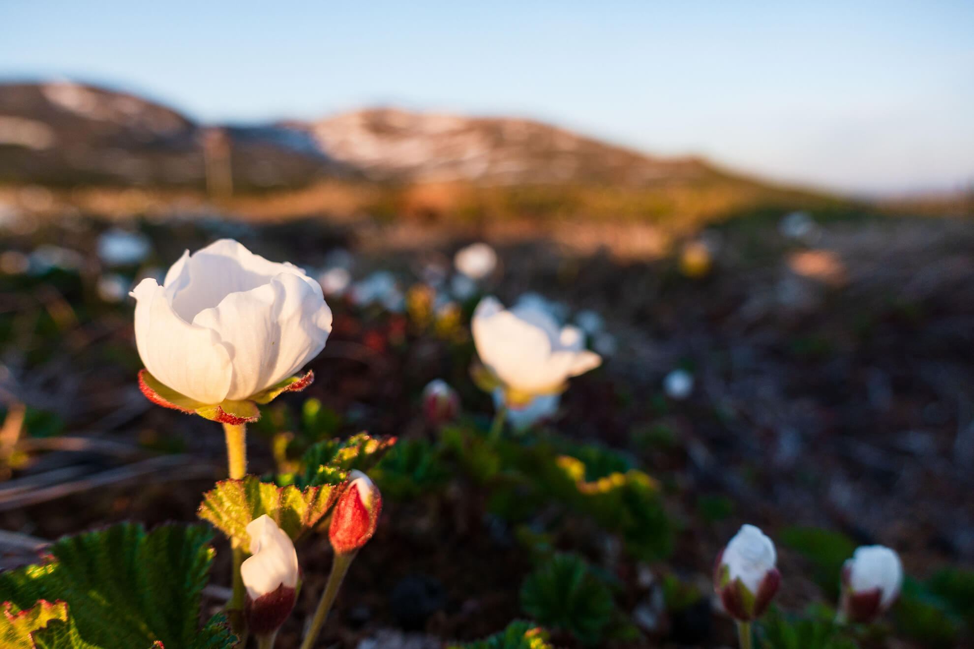 Vårblommor på fjället i Åre