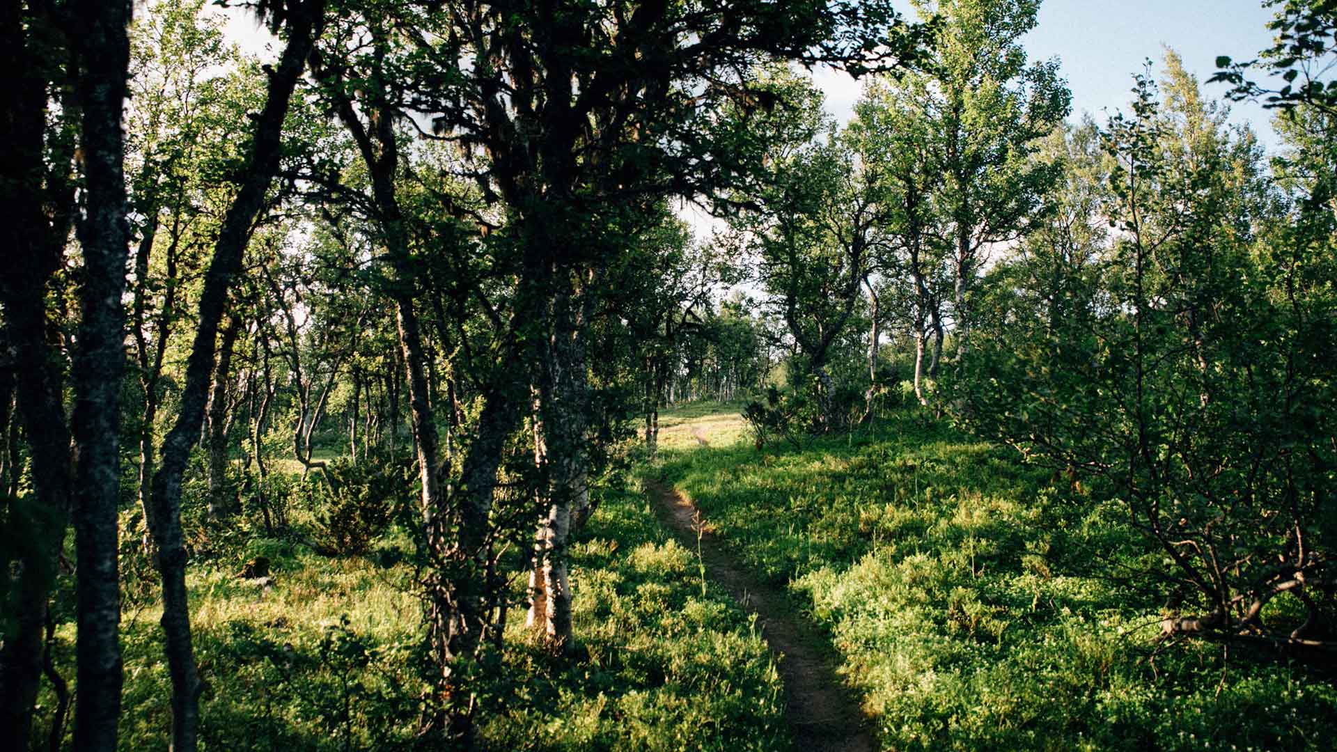 Springa i skogen i Åre