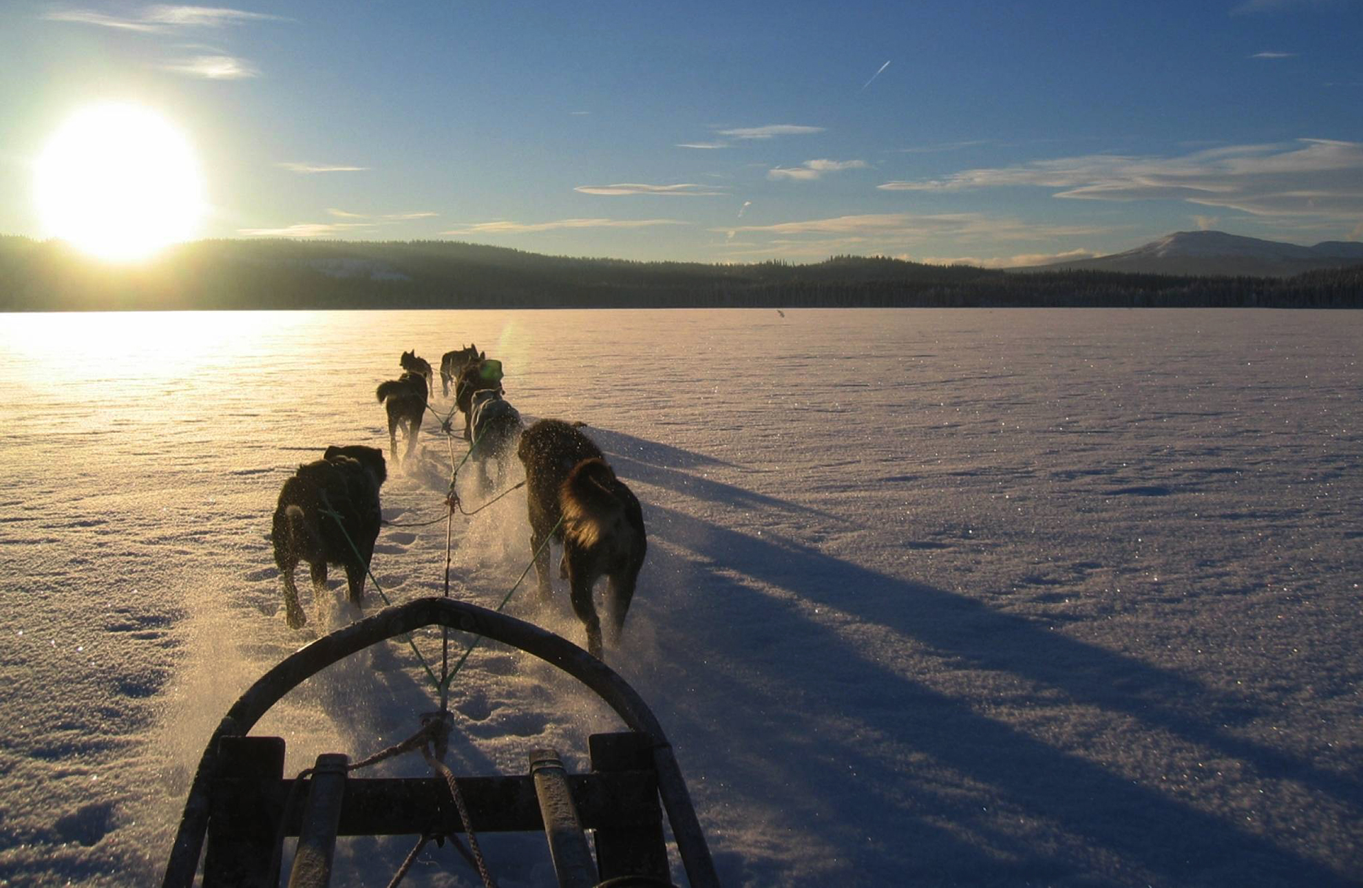 Hundspann Dog sledding