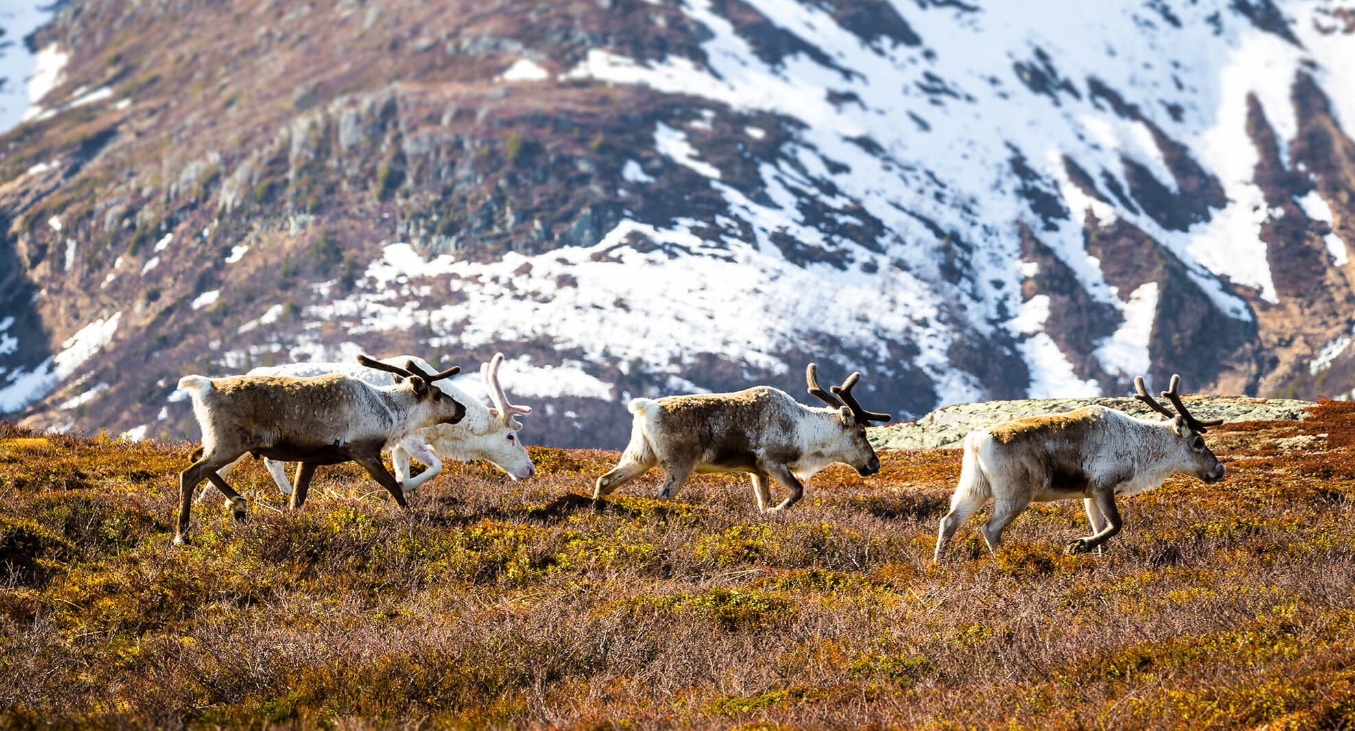 Renar på fjället i Åre