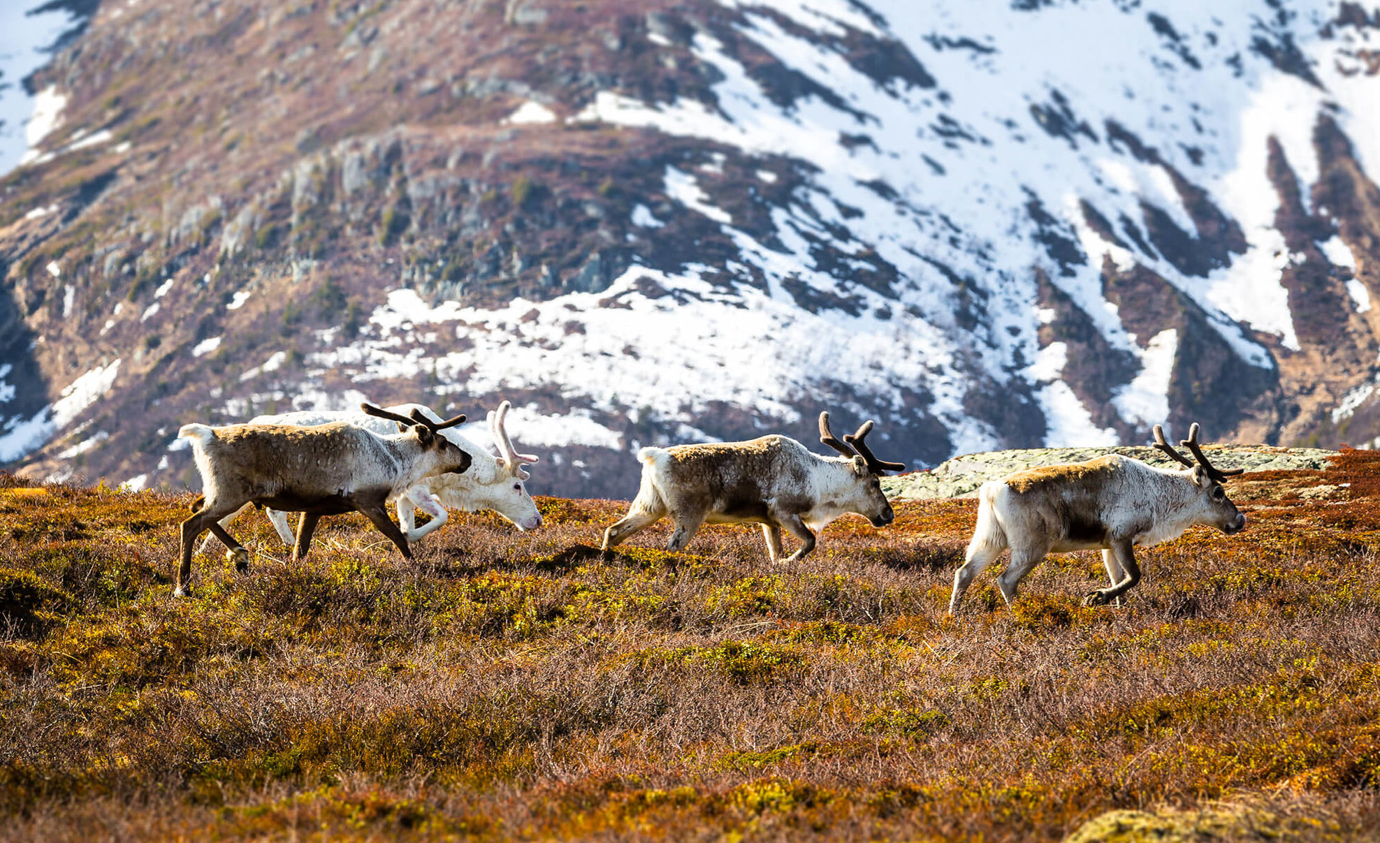Reindeer in the mountains around Åre when snow is melting.