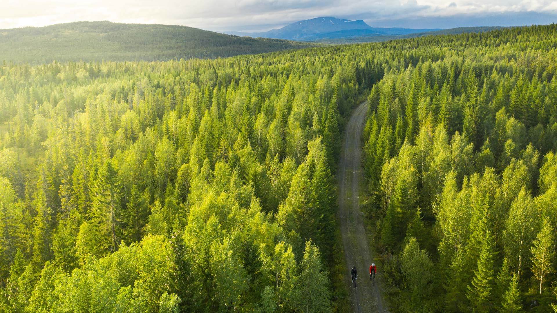 Landskapsbild över vårgrön skog i Åre, grusväg genom skogen.