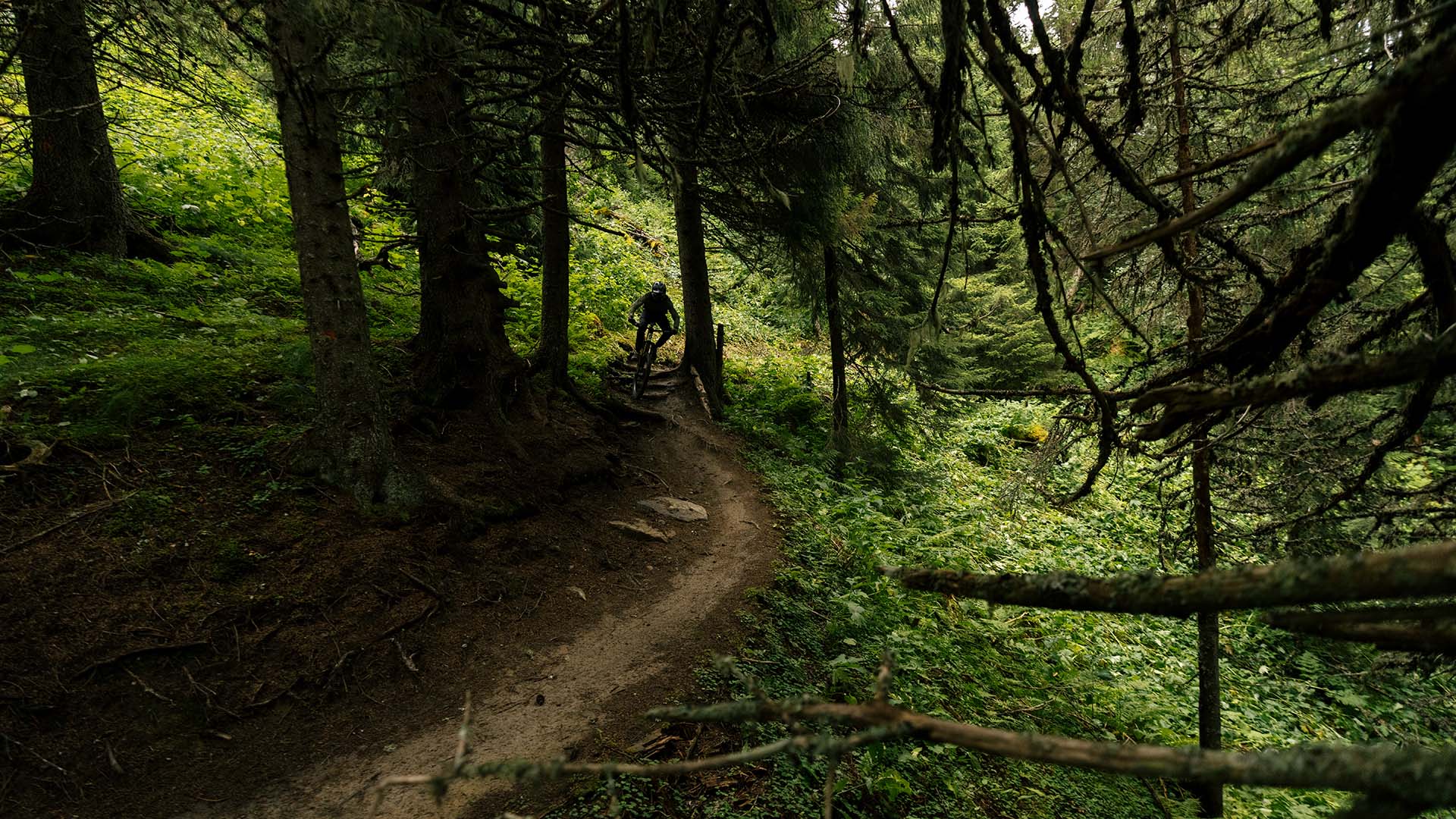 Cyklist på avstånd passerar mellan två träd i Åre Bike Park
