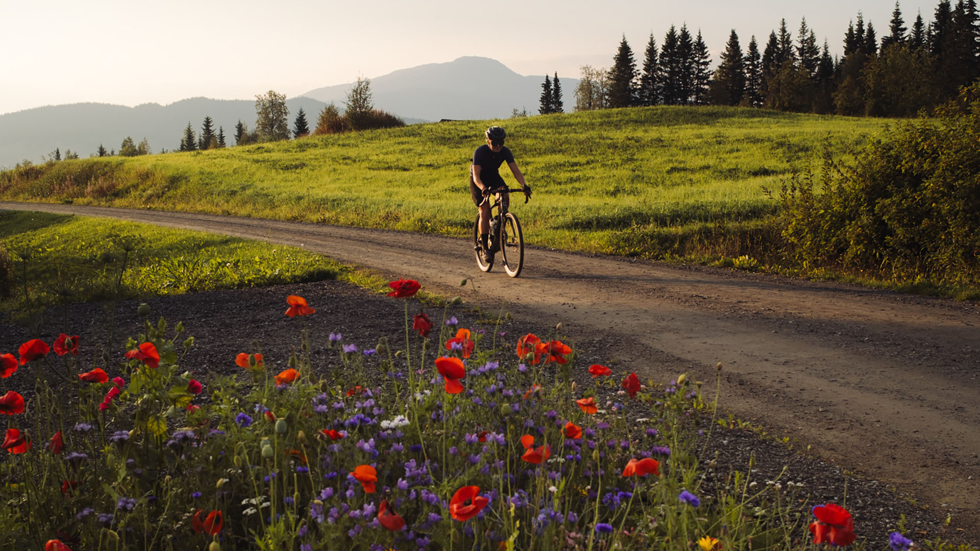 kvinna cyklar grusväg och vallmon blommar i diket bredvid.